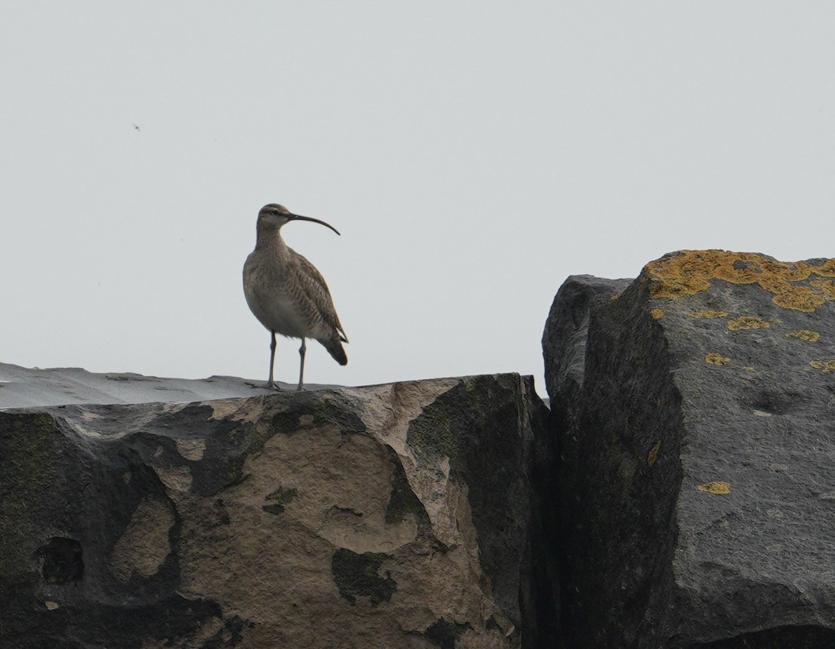 Whimbrel - ML619908004