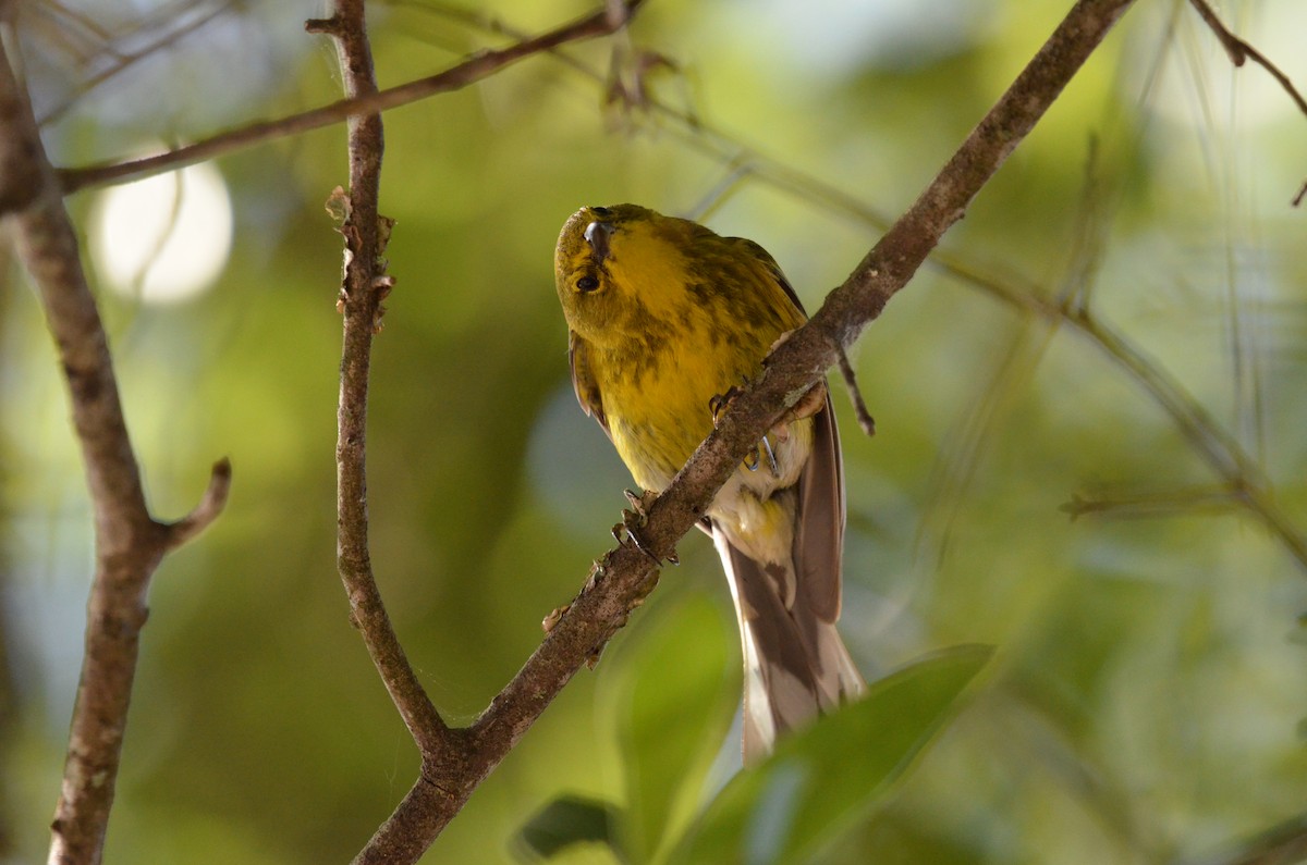 Pine Warbler - ML619908012