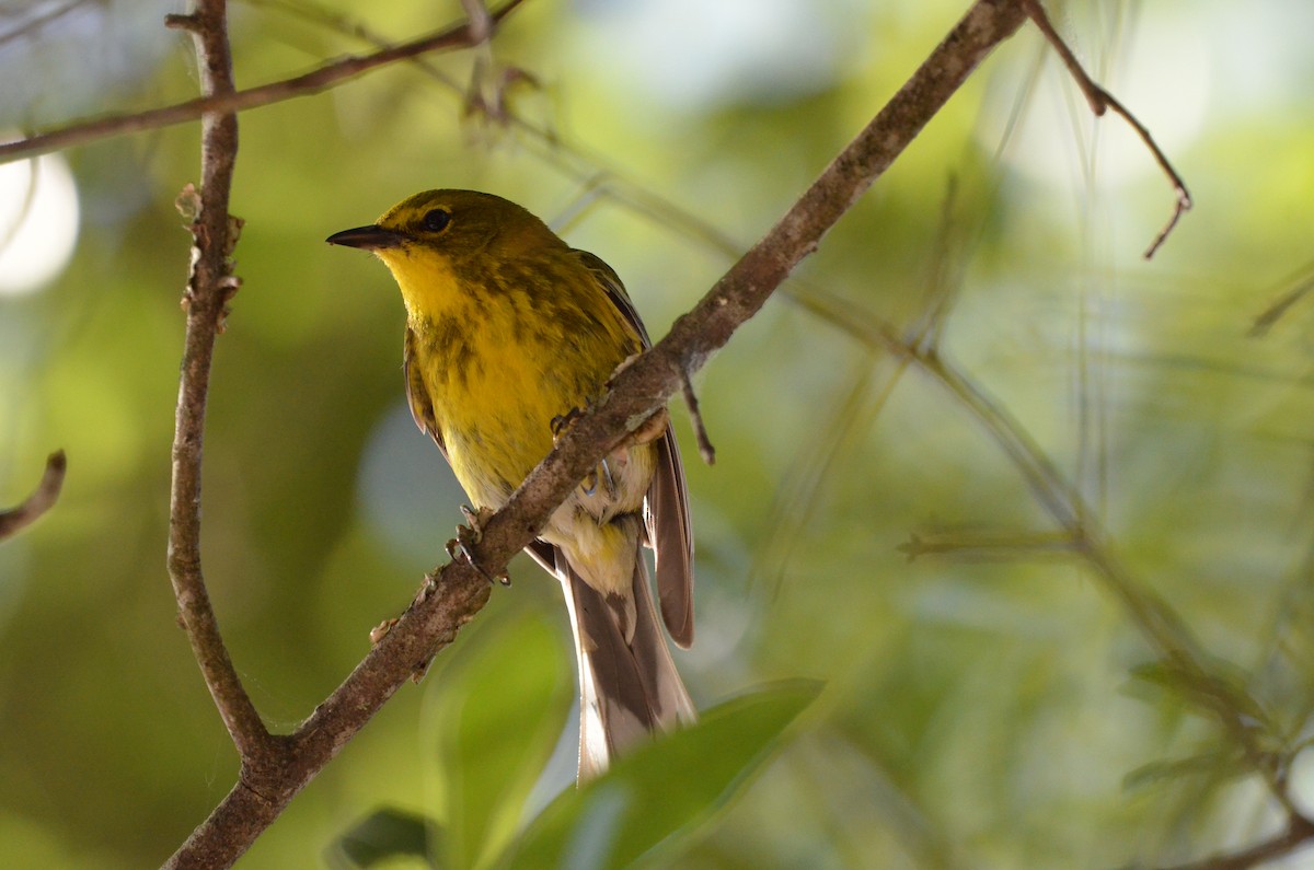 Pine Warbler - ML619908013