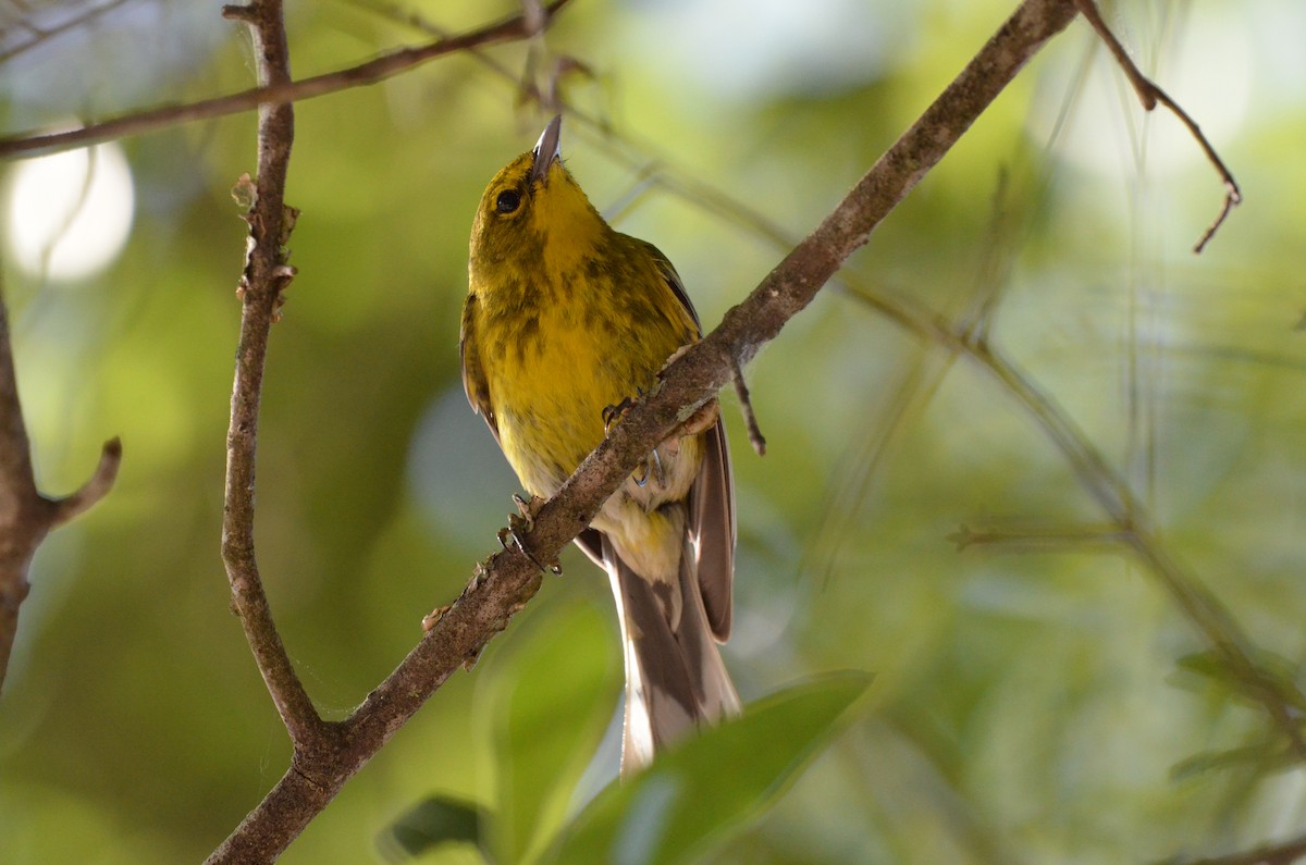 Pine Warbler - ML619908014