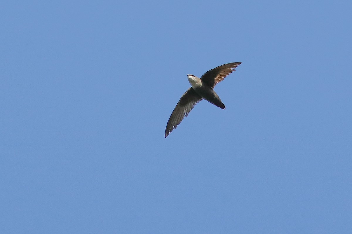 Chimney Swift - ML619908035