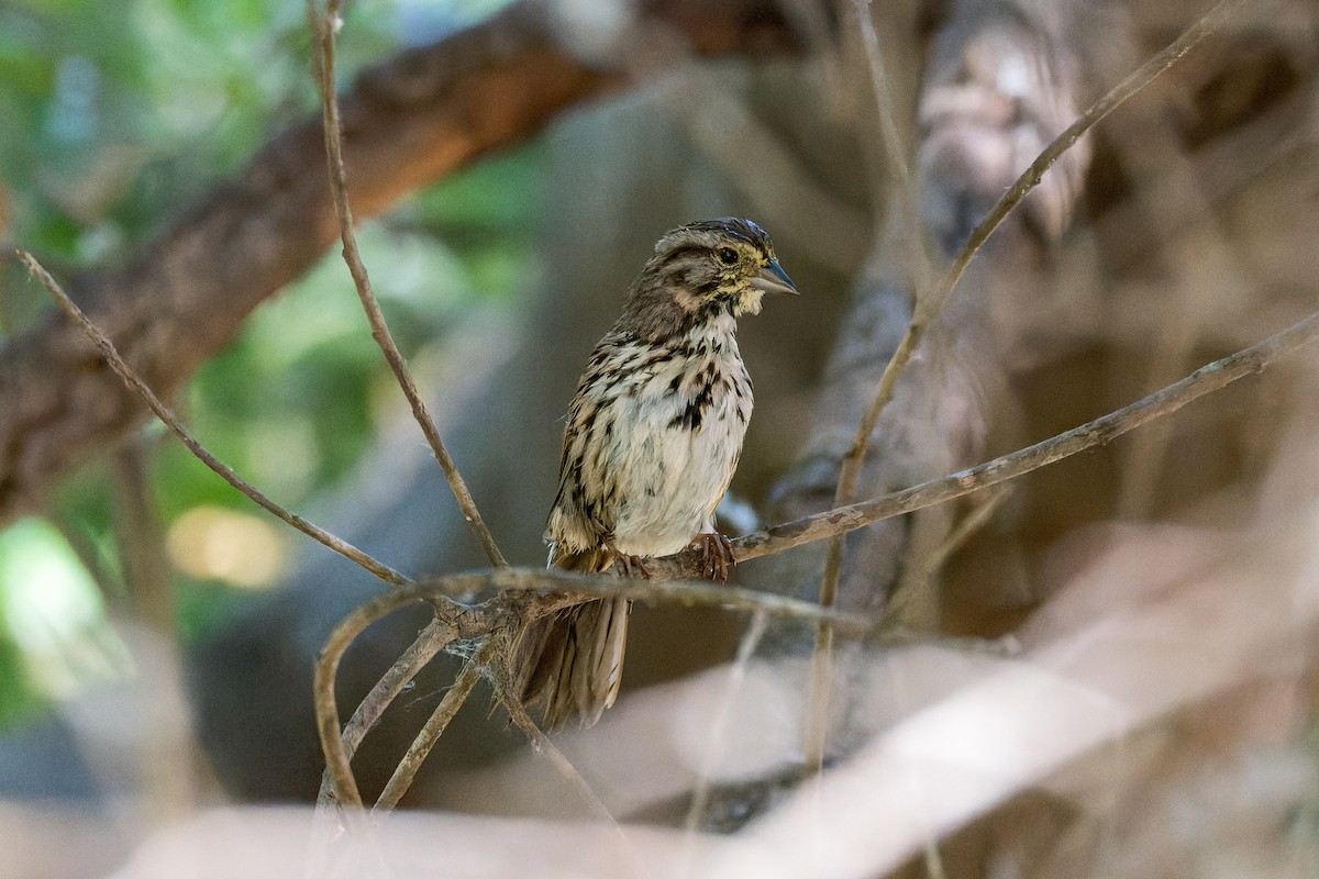 Song Sparrow - ML619908043