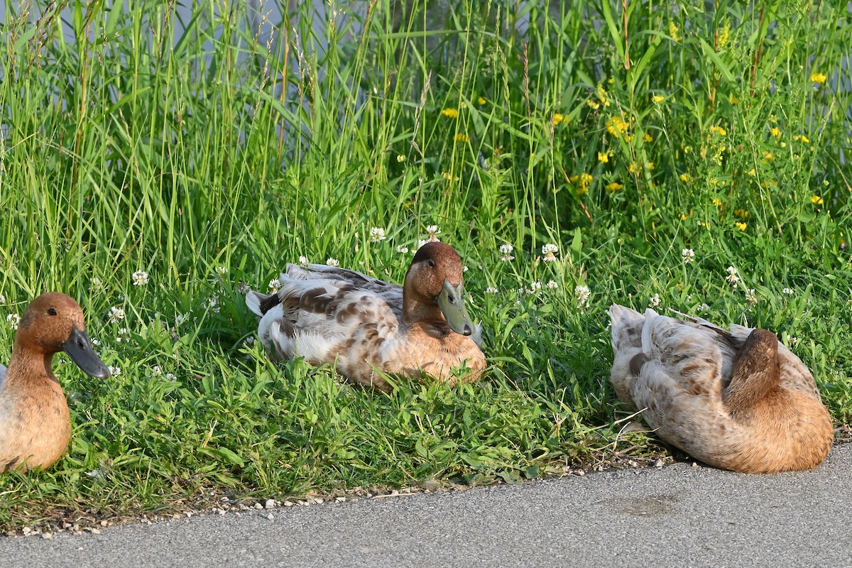 Mallard (Domestic type) - ML619908051