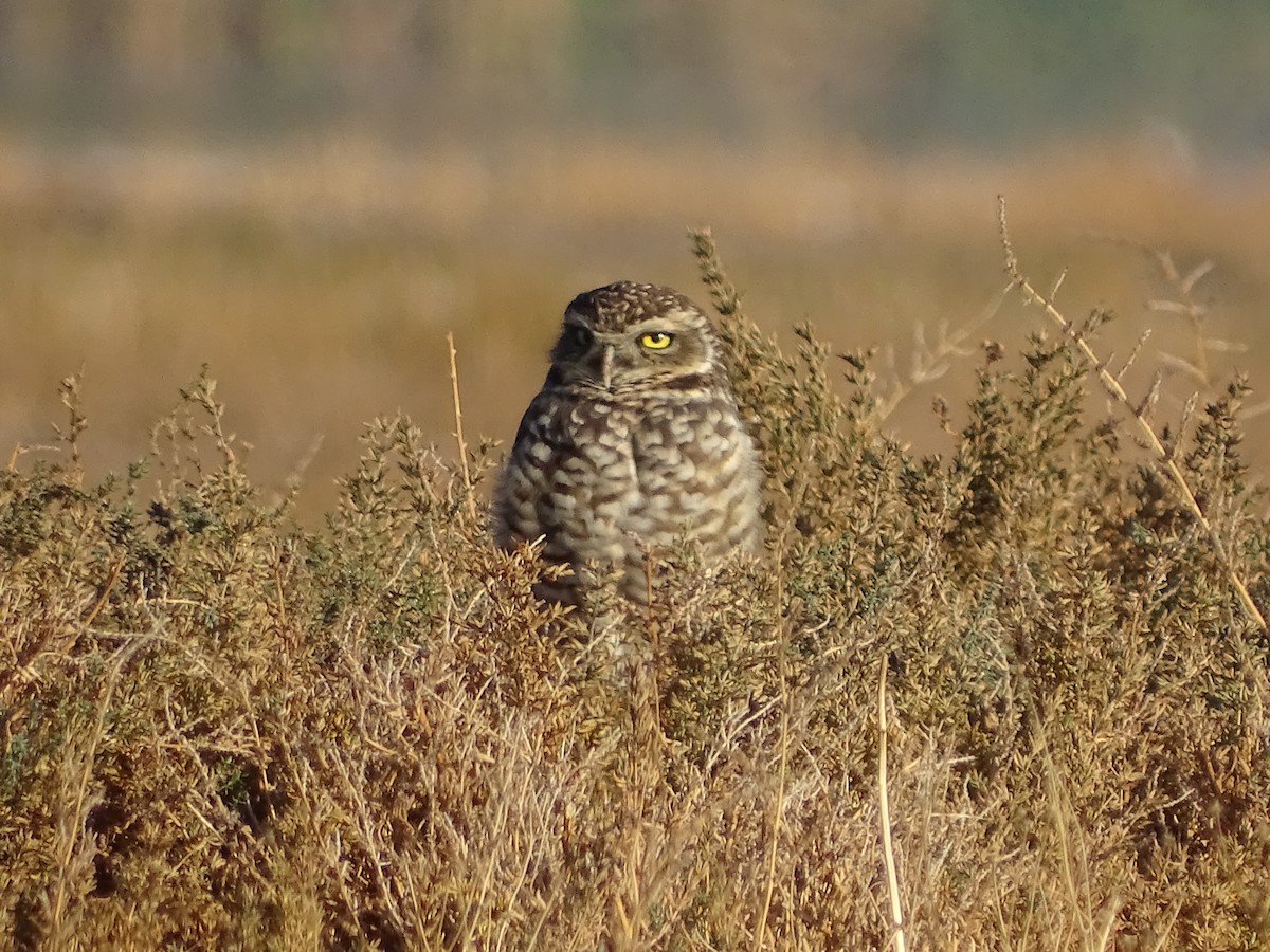 Burrowing Owl - ML619908068
