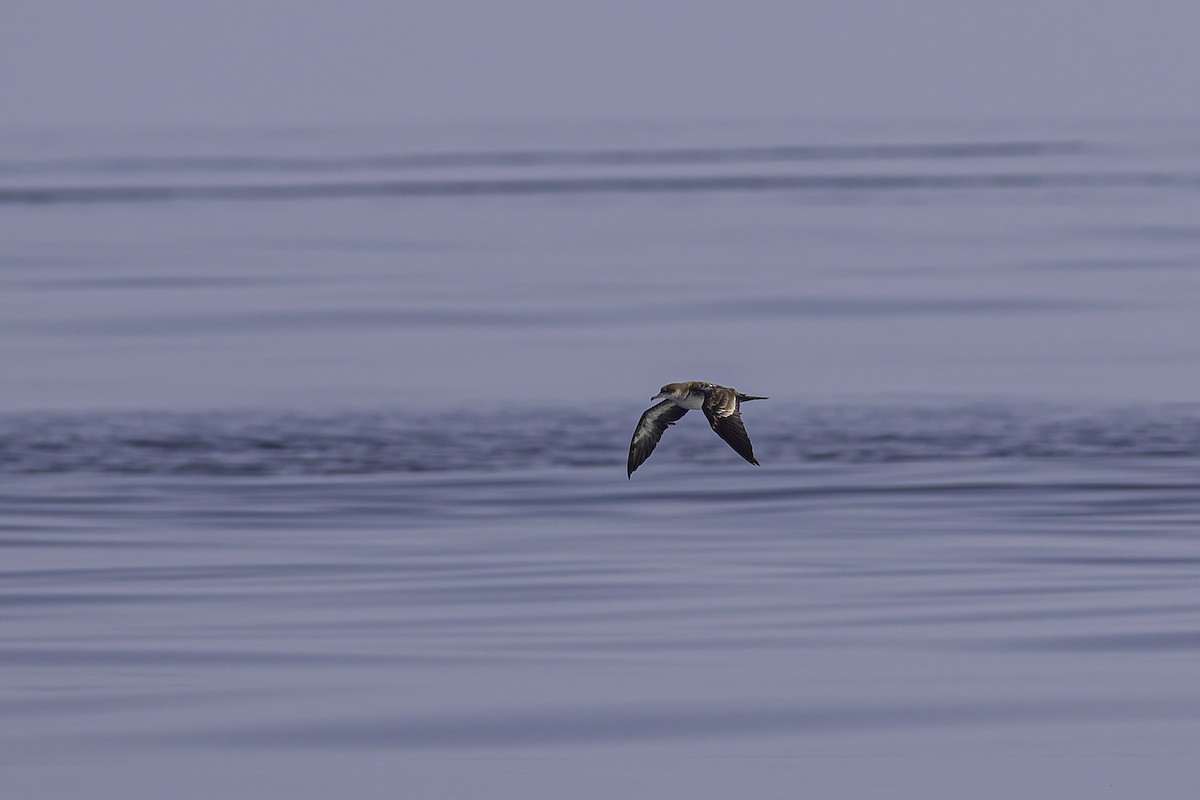 Wedge-tailed Shearwater - ML619908075