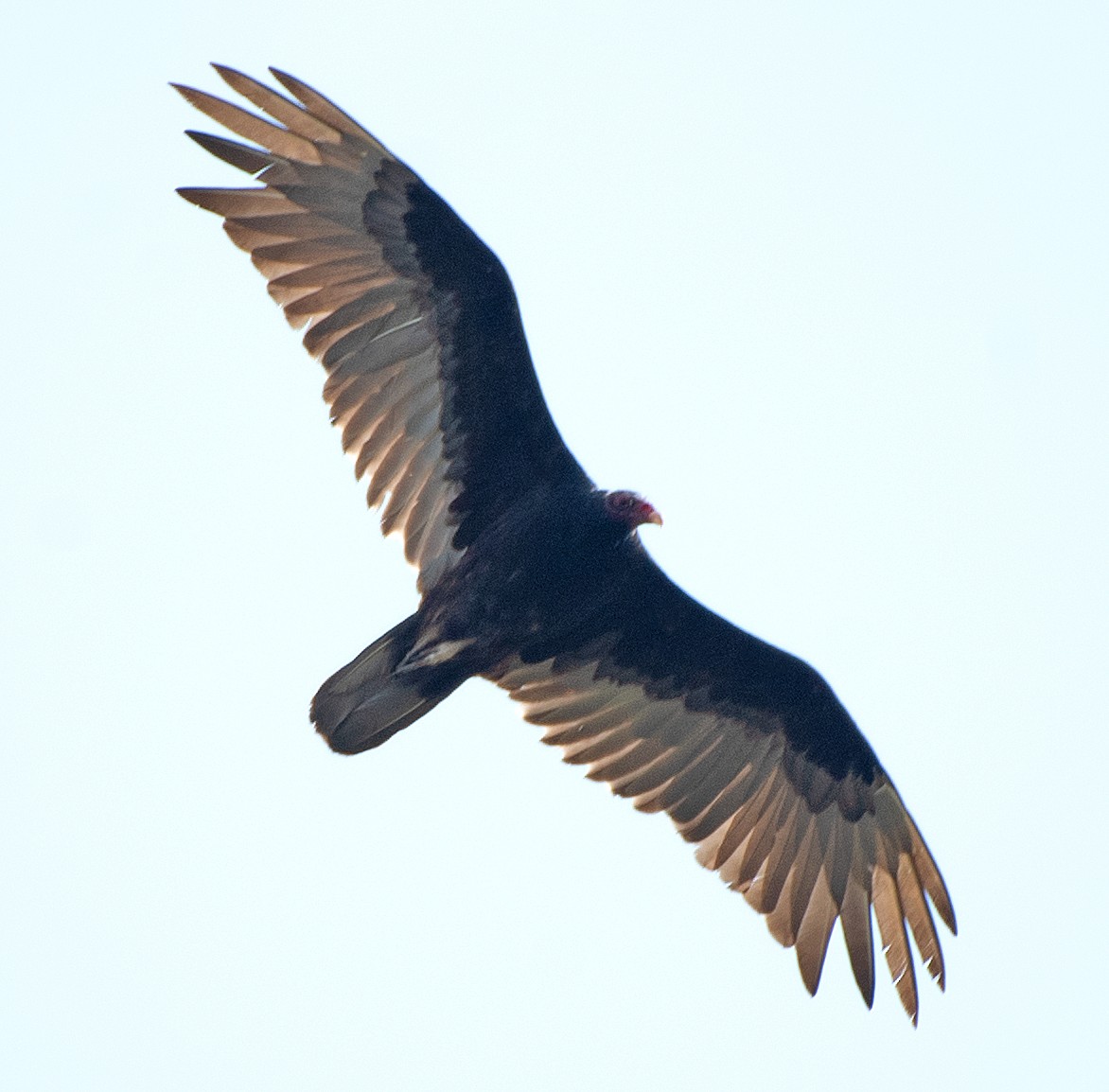 Turkey Vulture - ML619908079