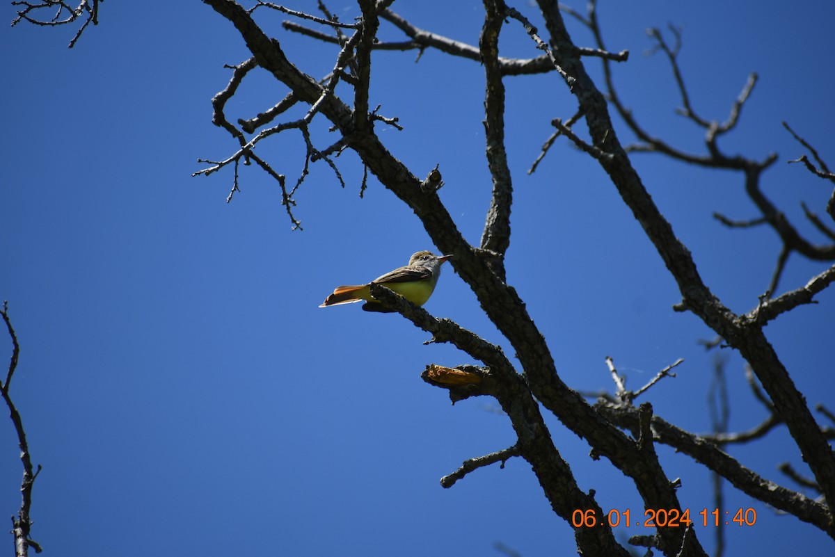 Great Crested Flycatcher - ML619908085