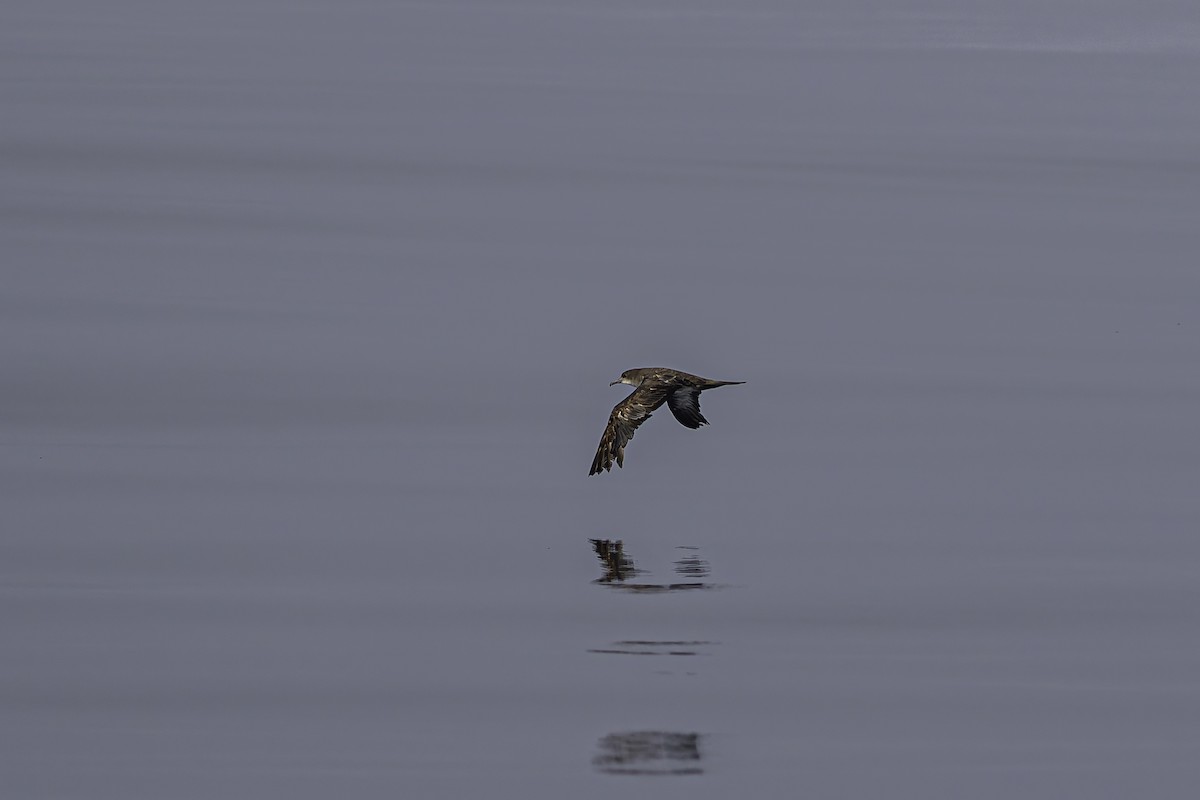 Wedge-tailed Shearwater - ML619908093