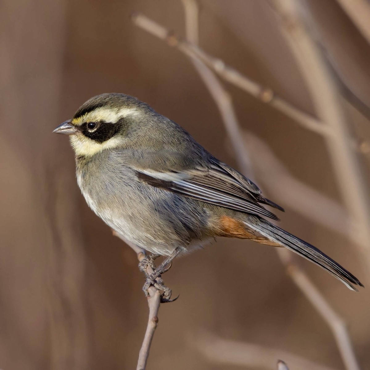 Ringed Warbling Finch - ML619908094