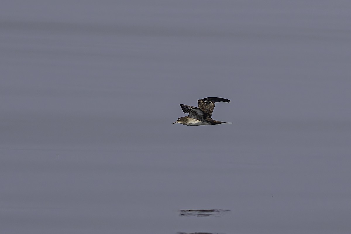 Wedge-tailed Shearwater - ML619908098