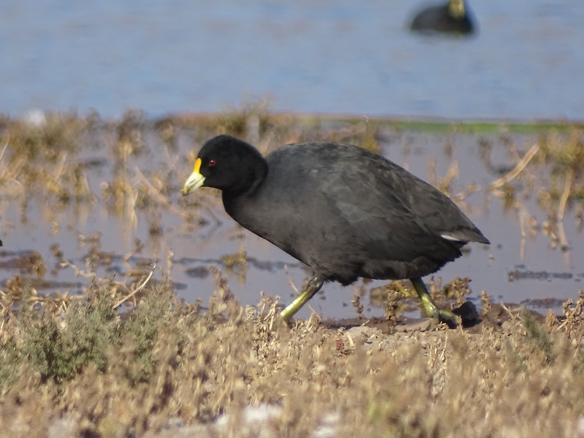 White-winged Coot - ML619908100