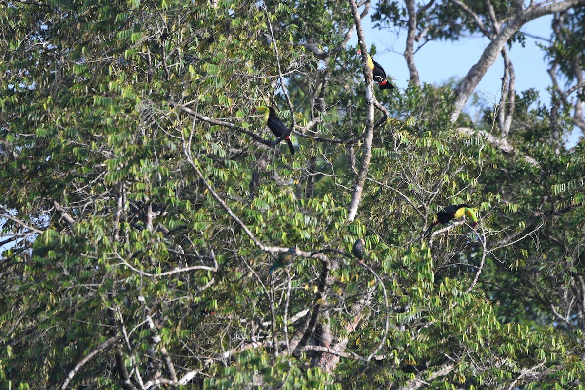 Keel-billed Toucan - ML619908109