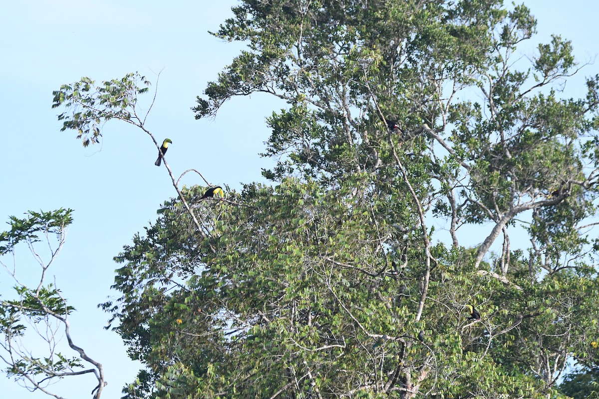 Keel-billed Toucan - ML619908110