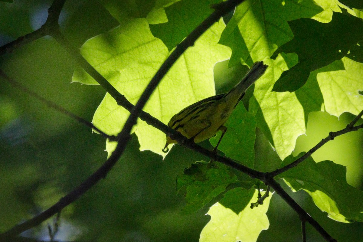 Prairie Warbler - ML619908123