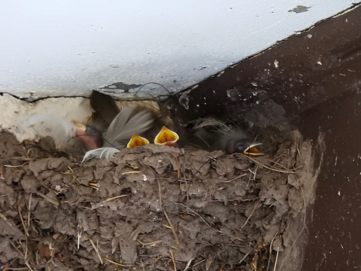 Barn Swallow - ML619908126