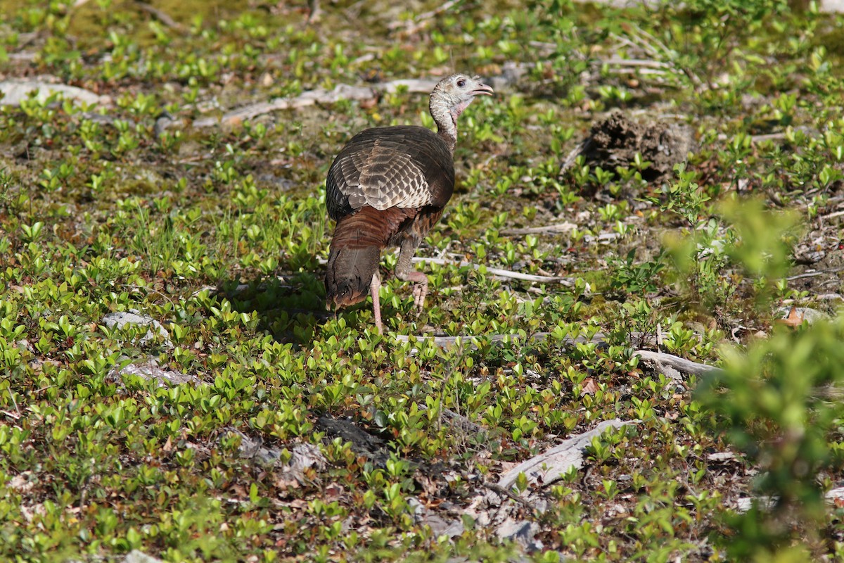 Wild Turkey - ML619908136