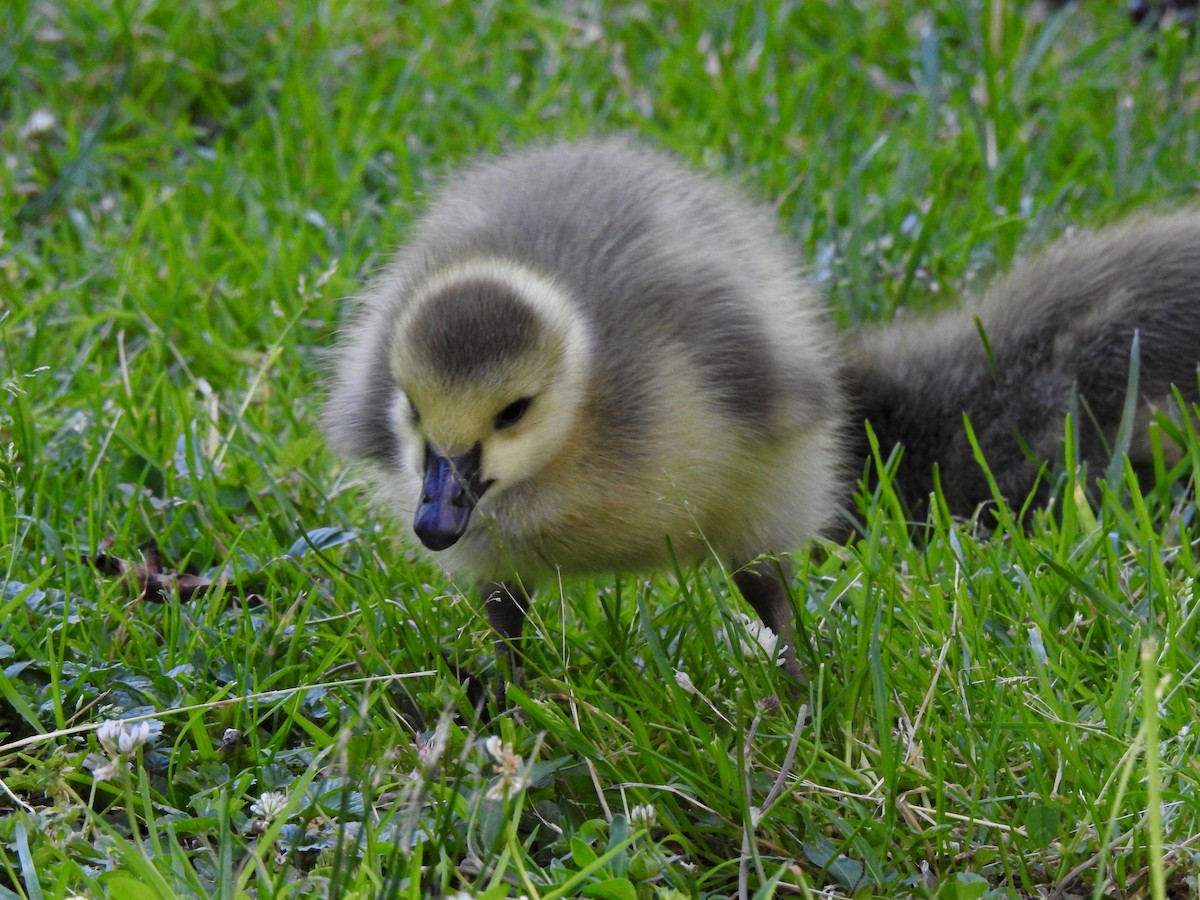 Canada Goose - ML619908137