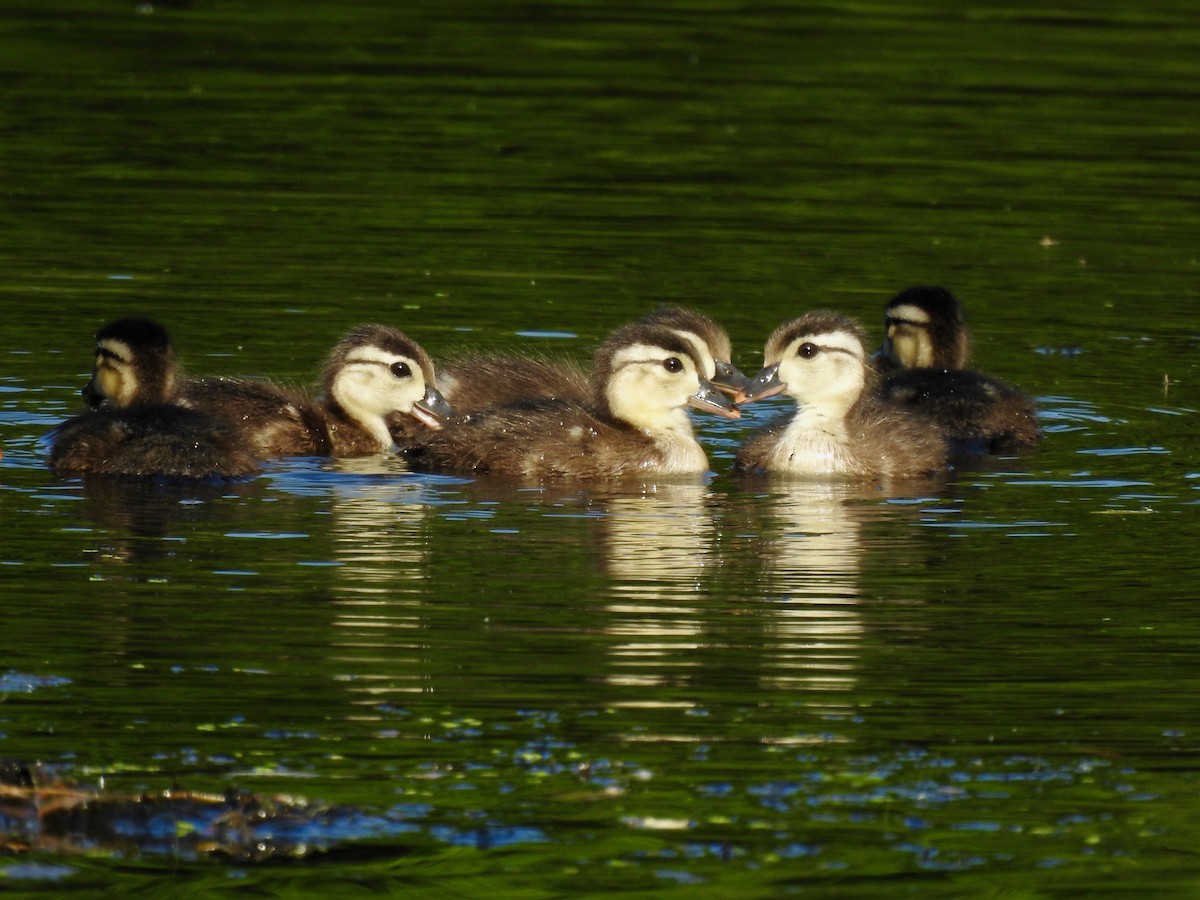 Wood Duck - ML619908141