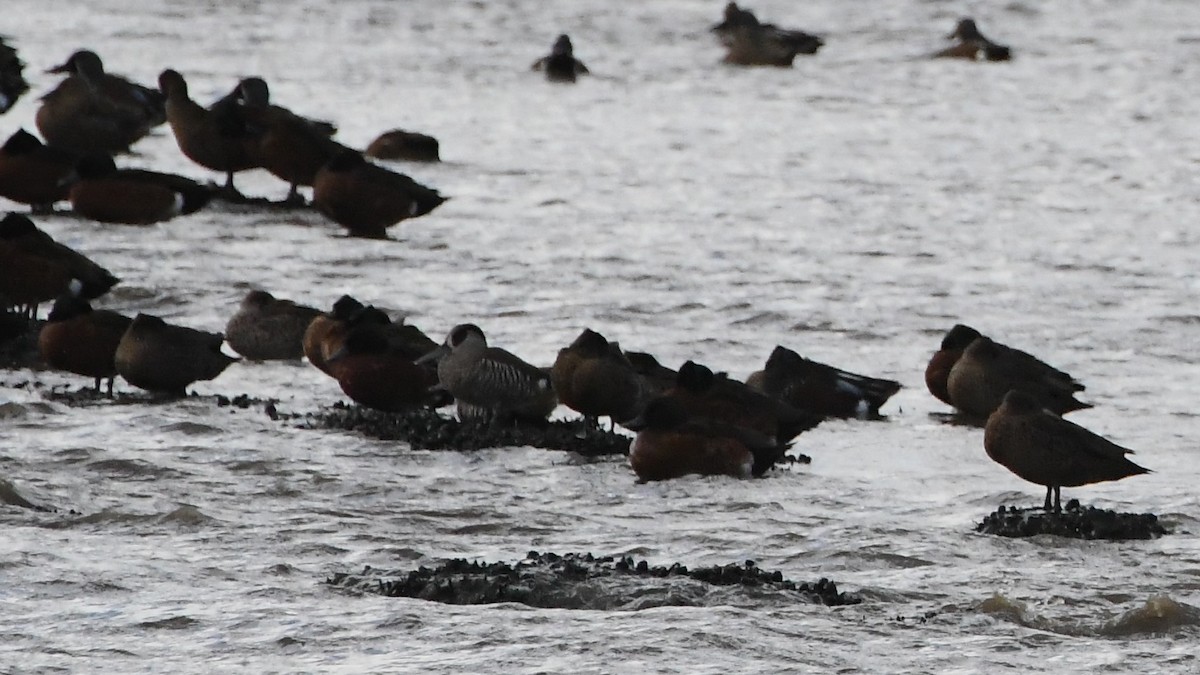 Pink-eared Duck - ML619908144