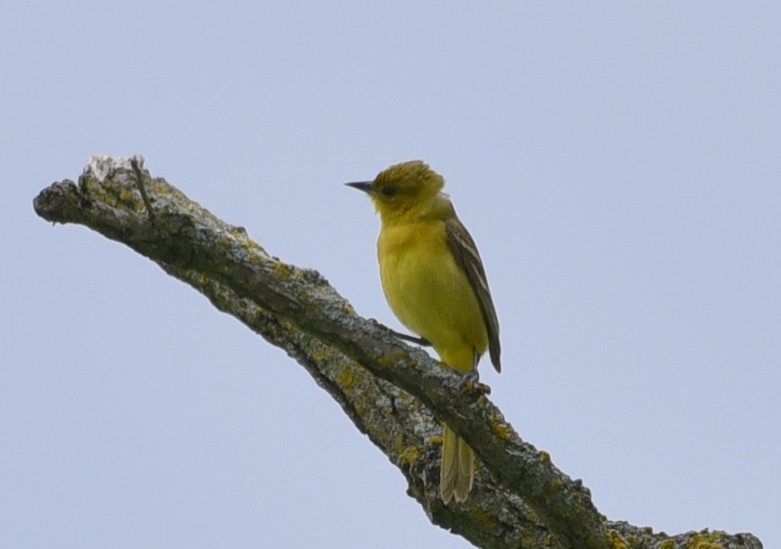 Orchard Oriole - ML619908150