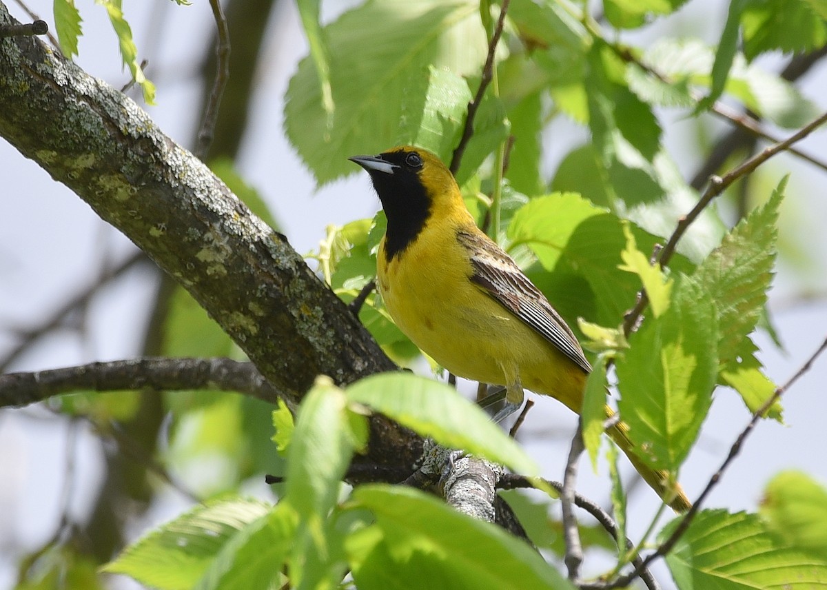 Orchard Oriole - ML619908151