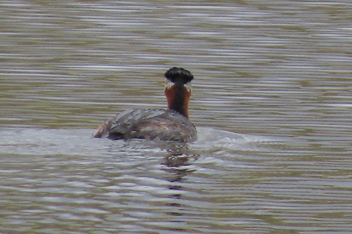 Red-necked Grebe - ML619908152