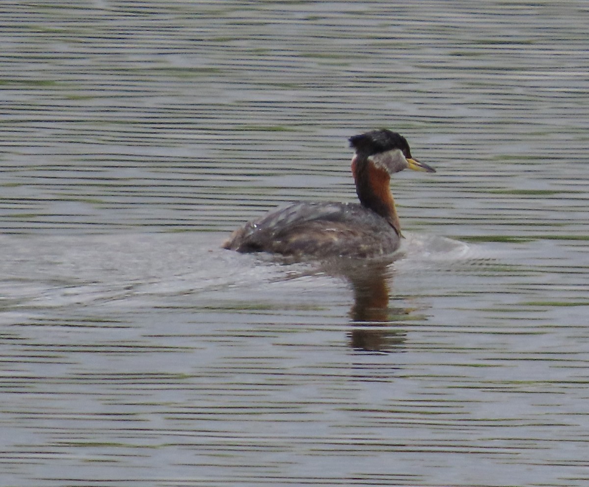 Red-necked Grebe - ML619908153