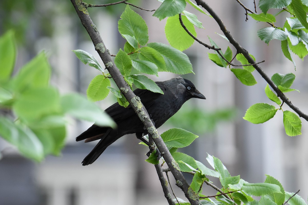 Eurasian Jackdaw - ML619908164