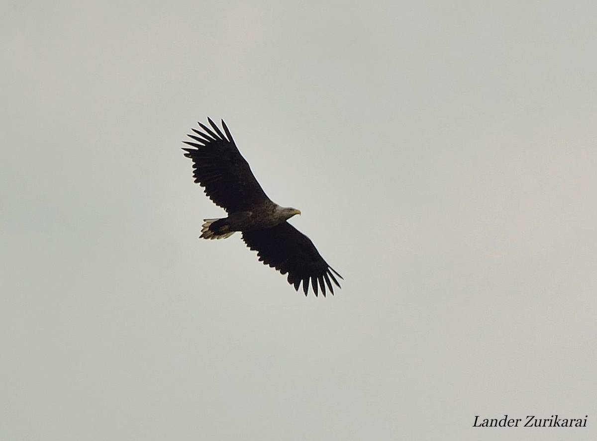 White-tailed Eagle - ML619908169