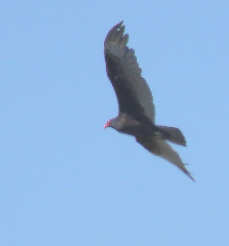 Turkey Vulture - ML619908171