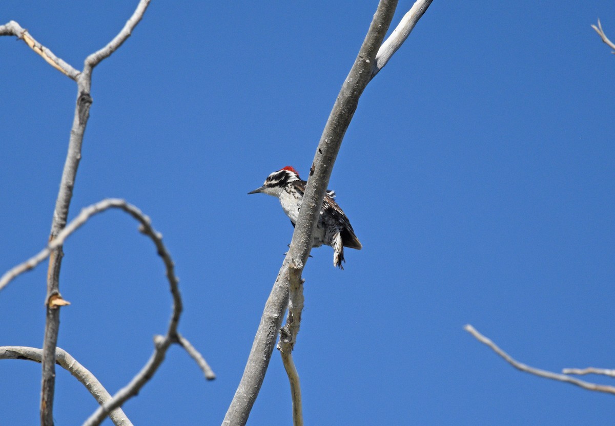 Nuttall's Woodpecker - ML619908174