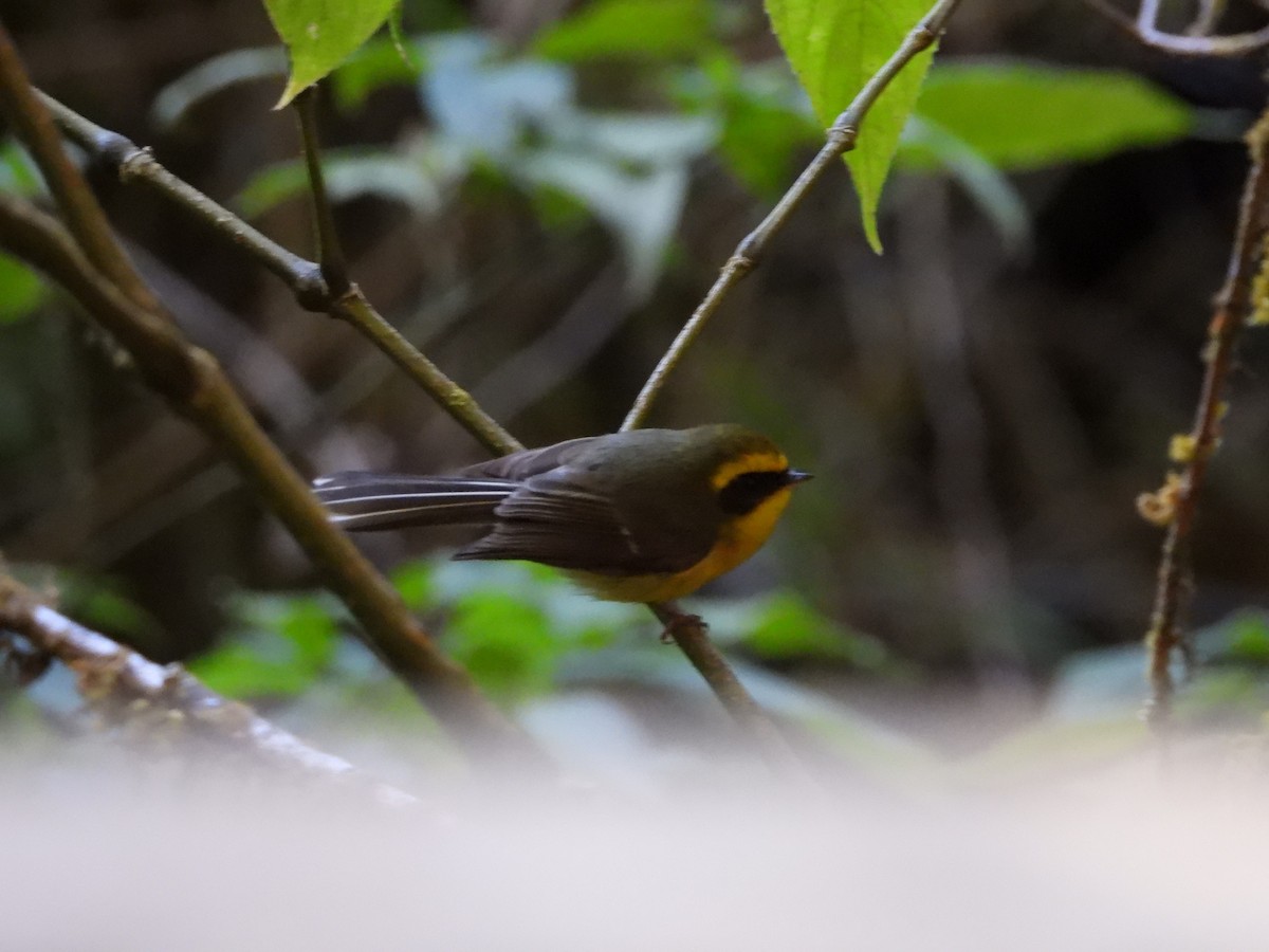 Yellow-bellied Fairy-Fantail - ML619908178