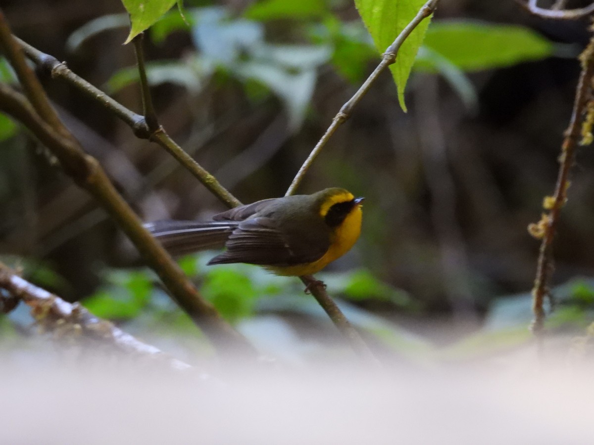 Yellow-bellied Fairy-Fantail - ML619908180