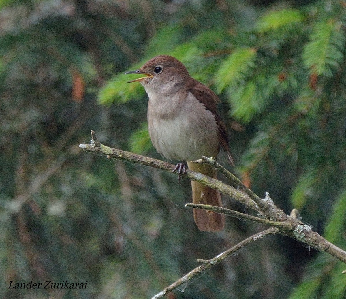 Common Nightingale - ML619908185