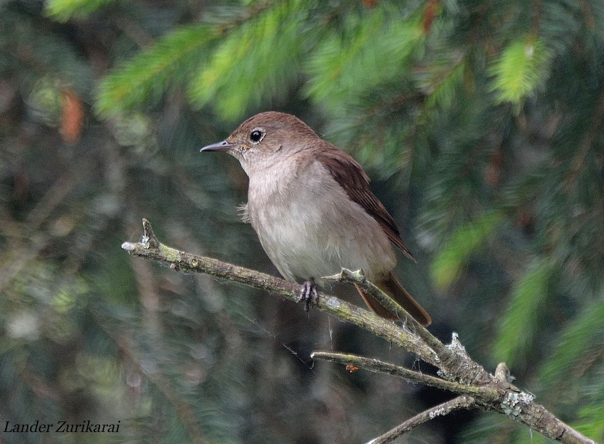 Common Nightingale - ML619908189