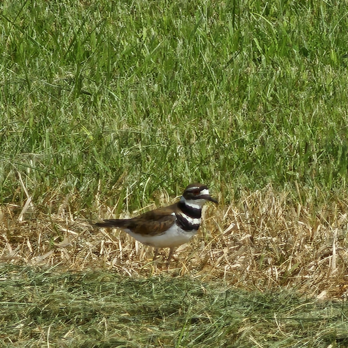 Killdeer - ML619908210