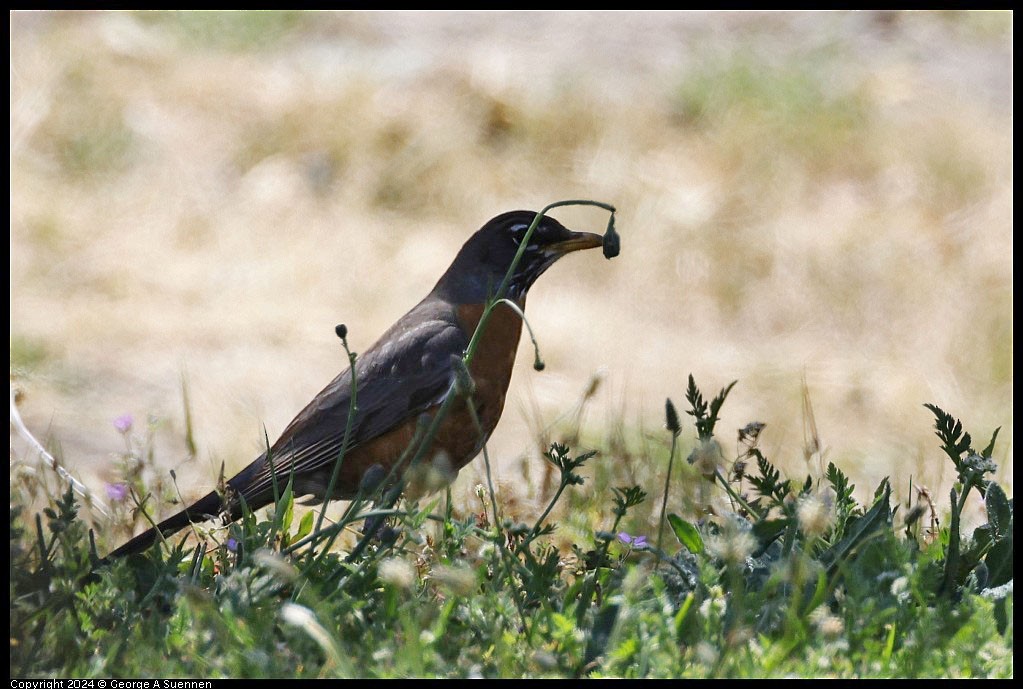 Zozo papargorria - ML619908211