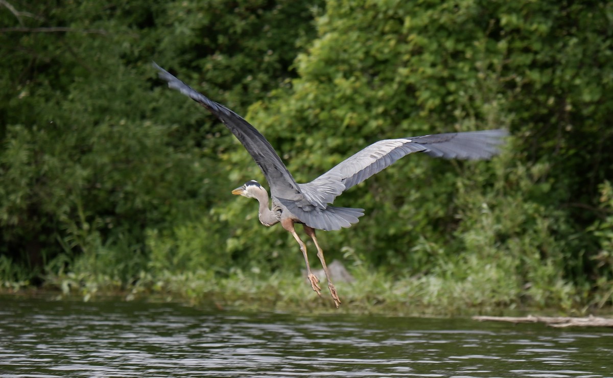 Great Blue Heron - ML619908230