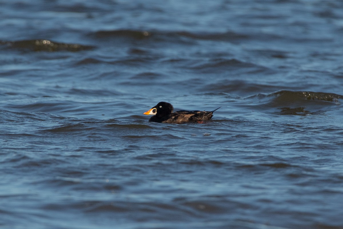 Surf Scoter - ML619908239