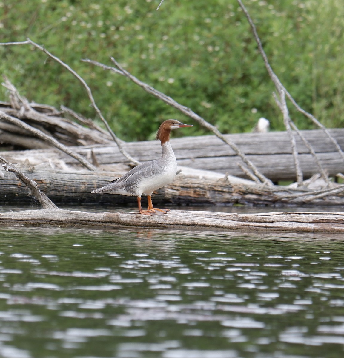 Common Merganser - ML619908254