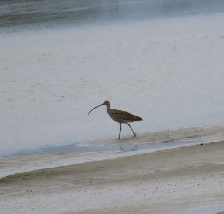 Long-billed Curlew - ML619908260
