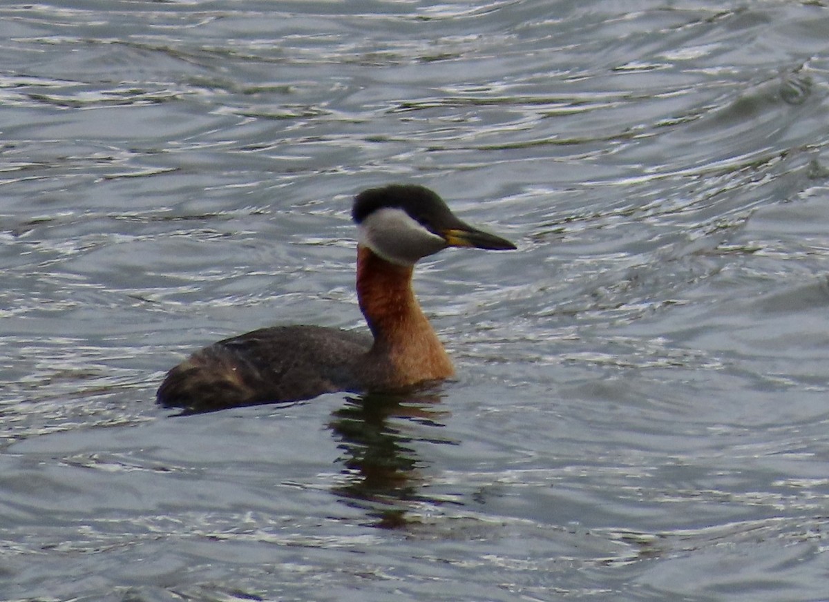 Red-necked Grebe - ML619908269