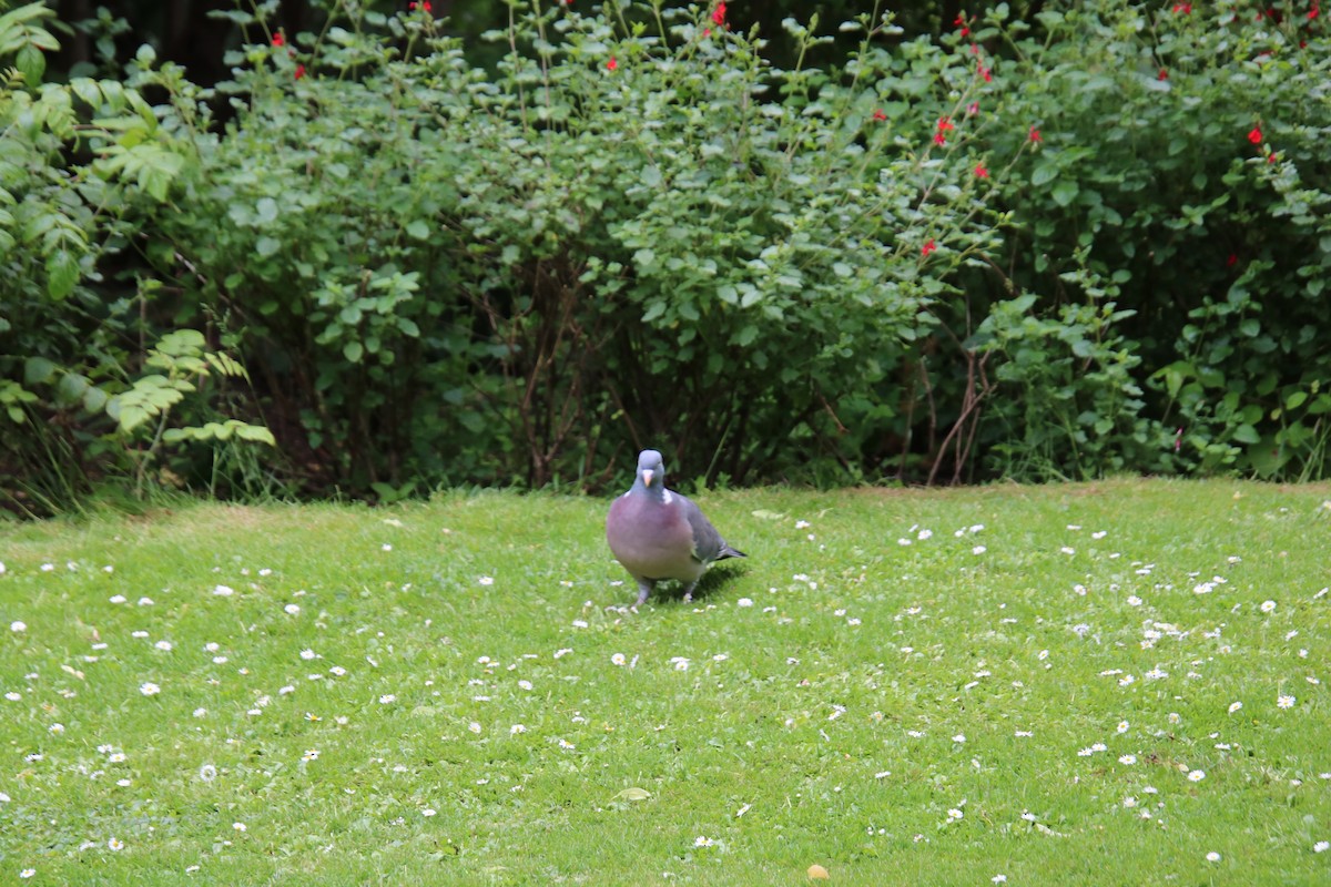 Common Wood-Pigeon - ML619908284