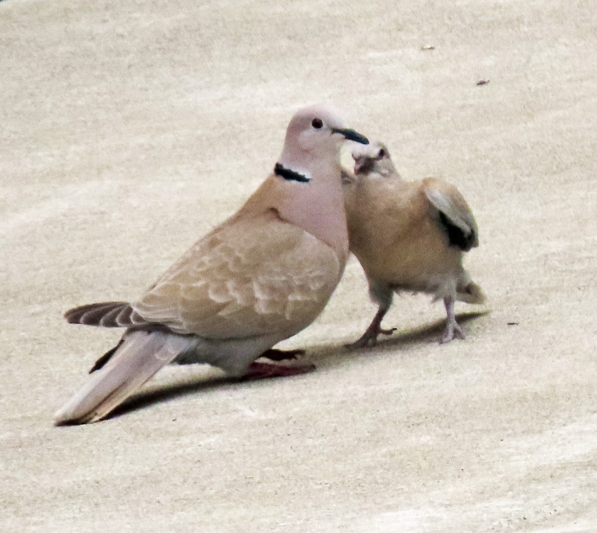 Eurasian Collared-Dove - ML619908286