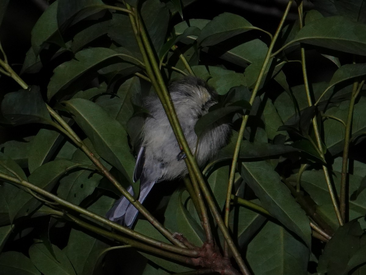 Japanese Tit (Amami) - ML619908287