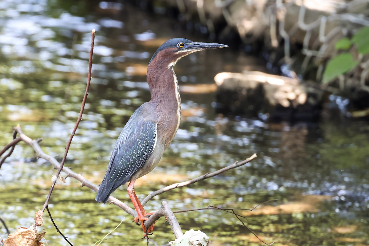 Green Heron - ML619908289