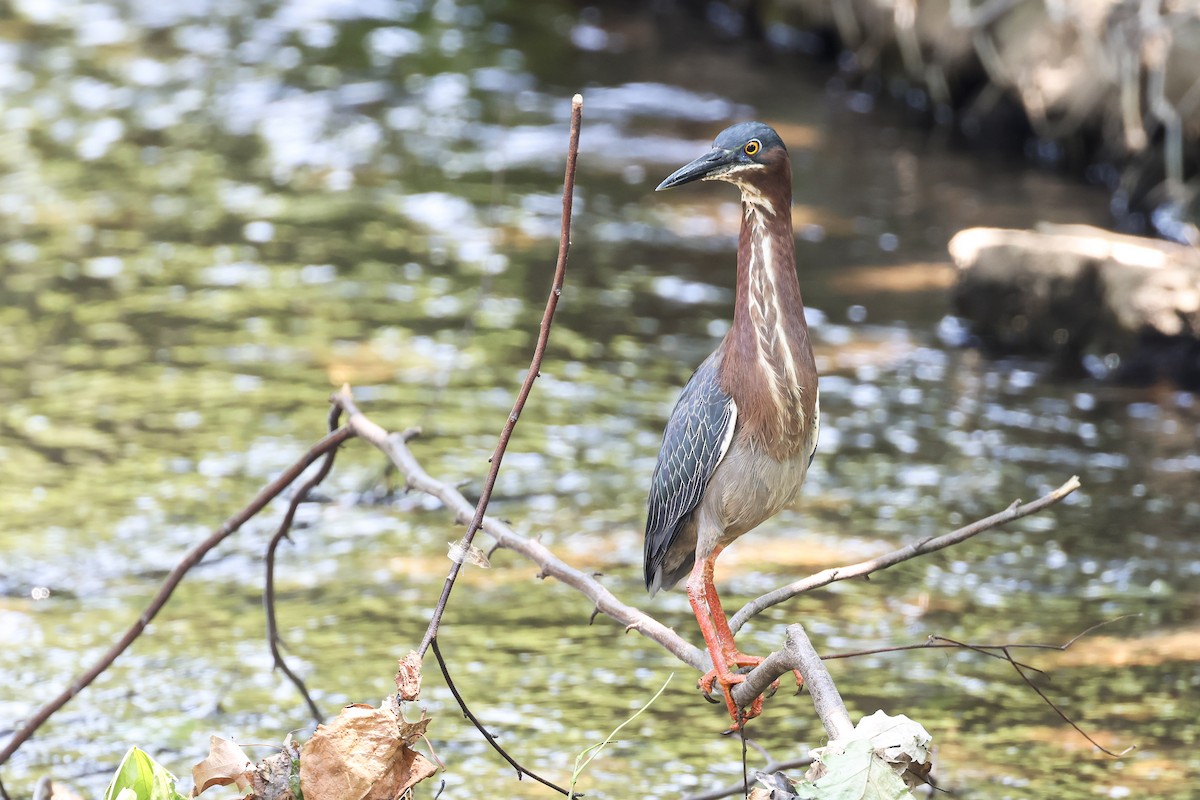 Green Heron - ML619908290