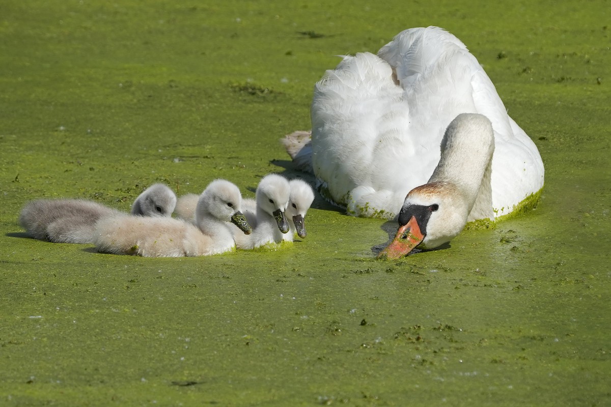 Cygne tuberculé - ML619908294