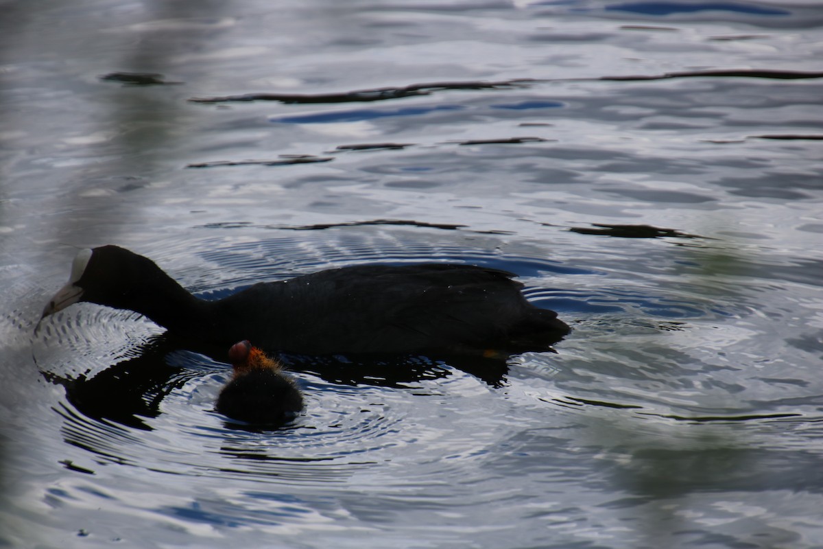 Eurasian Coot - ML619908298