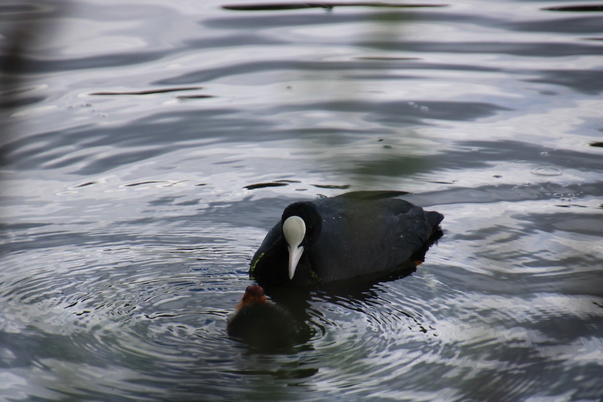 Eurasian Coot - ML619908301